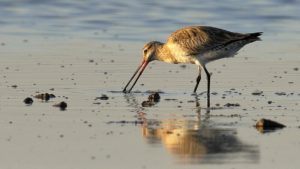 Bar-tailed godwit feeding on naturally wonderful mudflats near Toondah Harbour