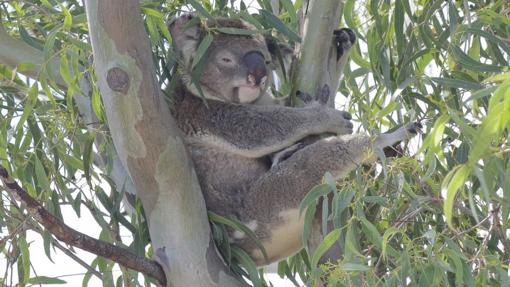 One of the koalas in the Federal electorate of Bowman.