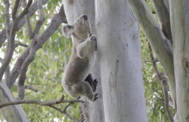 Koala male at Cowley Street in Ormiston on 7 February 2021