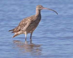 Eastern curlew - threatened by Toondah plans