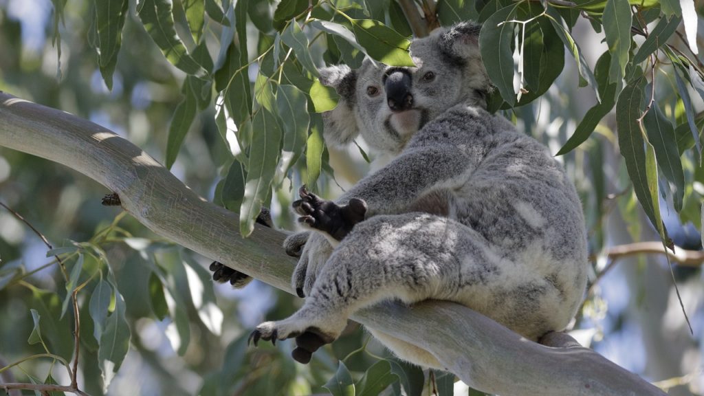 Koala in G.J. Walter Park near Toondah Harbour - but for how much longer? Photo: Chris Walker
