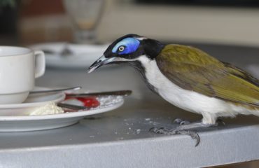 Blue-faced honeyeaters are likely to feature prominently in the 2021 Aussie Bird Count