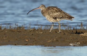 The ACF wants to protect the Toondah wetlands which are habitat for endangered Eastern curlews