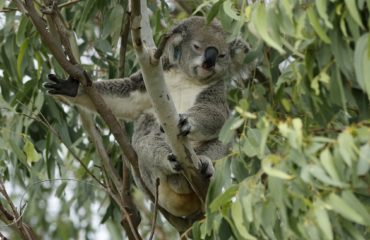 Endangered koala in G.J. Walter Park 12 February 2022