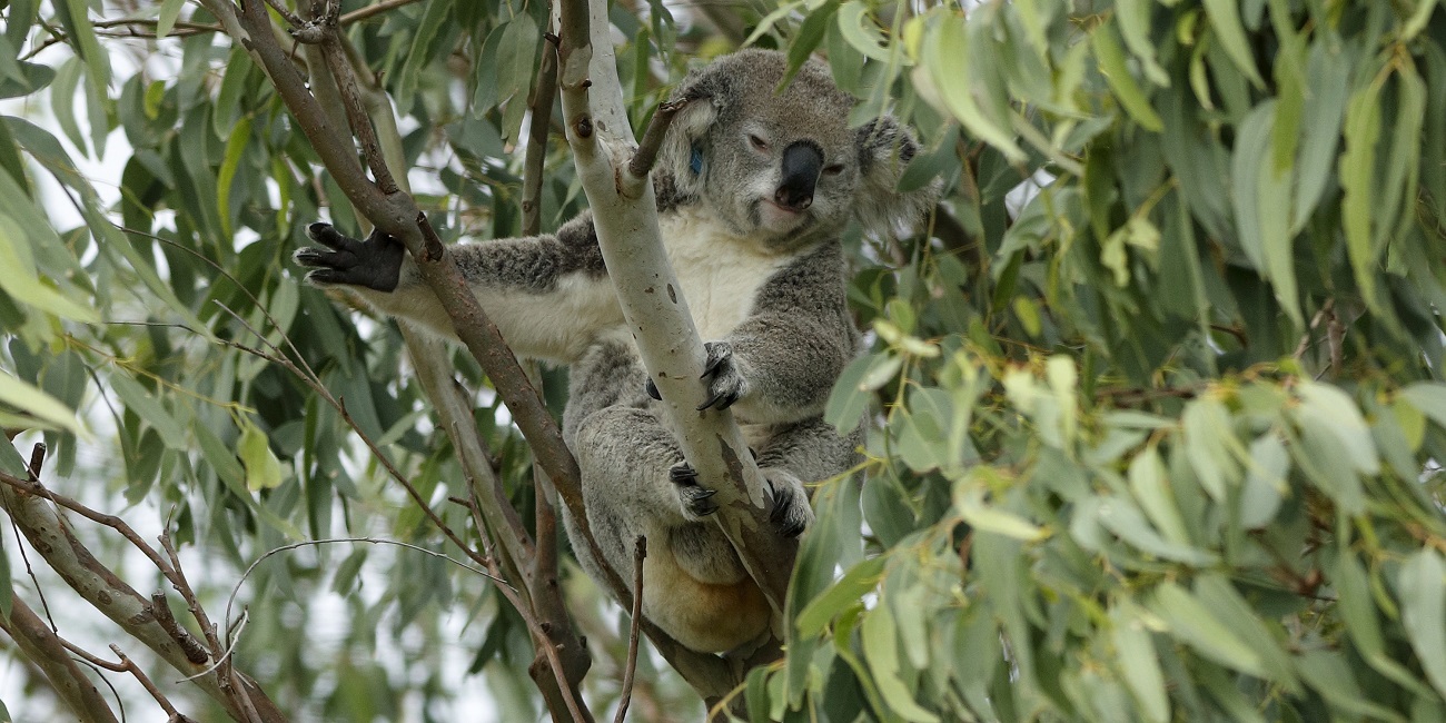 The Birkdale whitewater plans could threaten koala habitat.