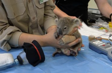 Koala Flip at Currumbin Wildlife Hospital