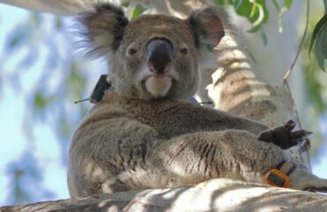 Toondah koalas