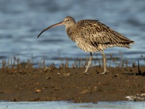 Eastern curlew