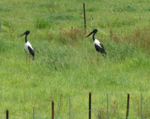 Black-necked storks at the Shoreline farm dams